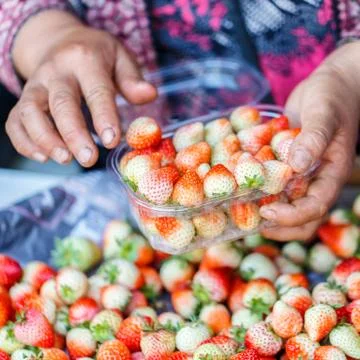 Hands packing of strawberry Stock Photos