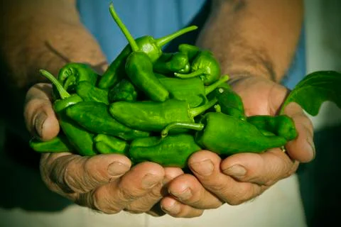 Hands with padron peppers Stock-Fotos