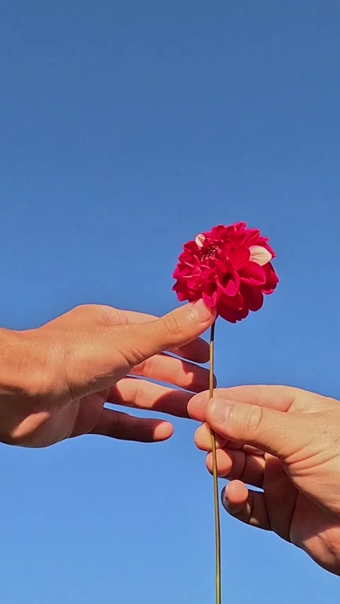 Hands passing red flower under blue sky Stock Footage 319824611