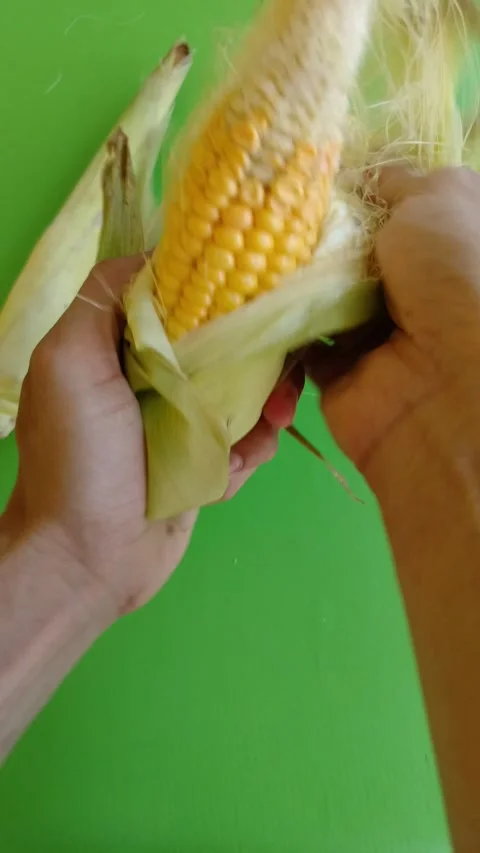 Hands peel back corn husk Stock Footage 331905419