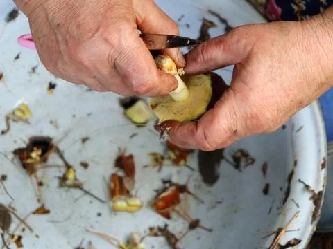 Hands peel a root vegetable in a bowl during food preparation at home in a Stock Photos