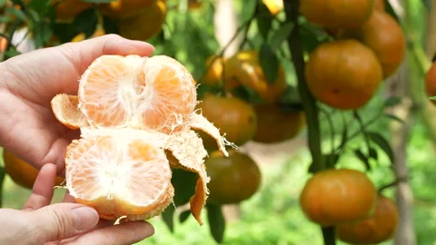 Hands Peeling and Breaking Open Fresh Pink Mandarin Orange in Vietnam Stock Footage 326792185