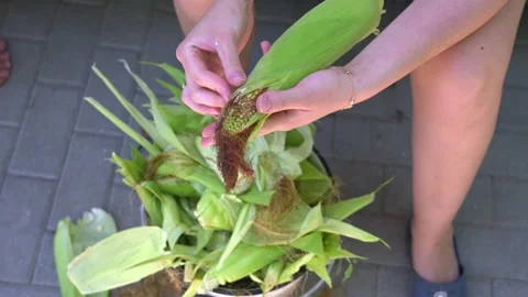 Hands Peeling and Cleaning Fresh Corn After Harvest 스톡 동영상 342330426