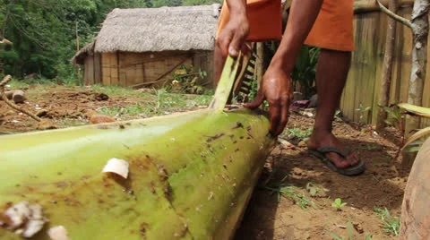 Hands Peeling Bannana Tree Skin Stock Footage 26598954