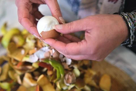 Hands peeling a boiled egg over food waste Stock Photos