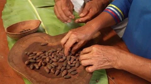 Hands peeling cocoa beans for chocolate preparation, Ecuador. Handheld Stock Footage 288438179