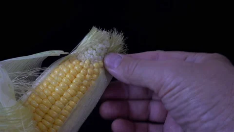 Hands peeling an ear of corn in 4K Stock Footage 146665425
