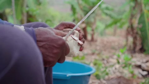 Hands Peeling Fresh Cassava Root Stock Footage 346804593