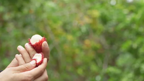 Hands Peeling Fresh Red Rambutan Fruit to Reveal White Flesh Stock-Footage 336313376