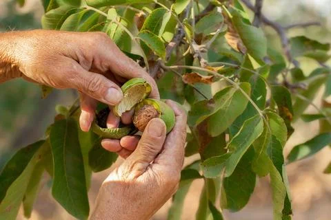 Hands peeling fresh walnut from a tree during harvest Stock-Fotos