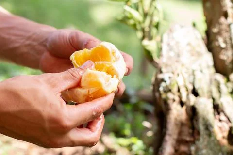 Hands peeling, opening and squeezing an orange tree fruit. Orange juice in the Fotos de archivo