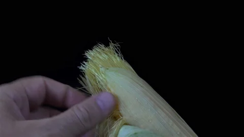 Hands peeling a ripe ear of corn in 4K Video stock 139228083
