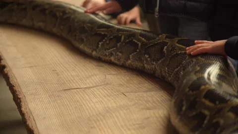 Hands petting Dark Tiger Python Snake on table in a zoo. Close-Up. 4K. Vidéo 218362195