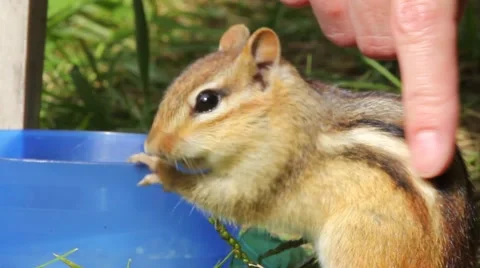 Hands petting a wild chipmunk Stock-Footage 63149679