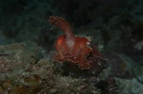 Hands up Stock Photos