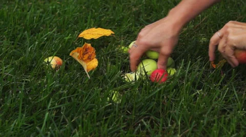 Hands pick apples Stock Footage 54661251