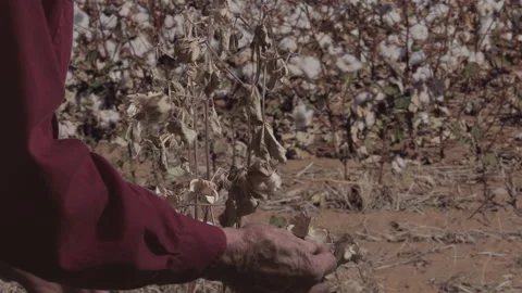 Hands Pick cotton Stock Footage 145234054