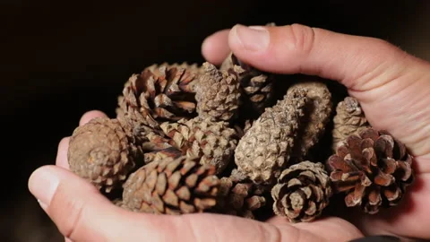 Hands pick up dried cones of coniferous trees. They are used to make seeds for Video stock 175391584