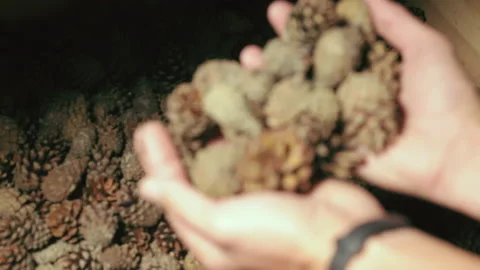 Hands pick up dried cones of coniferous trees. They are used to make seeds for Stock Footage 175391832