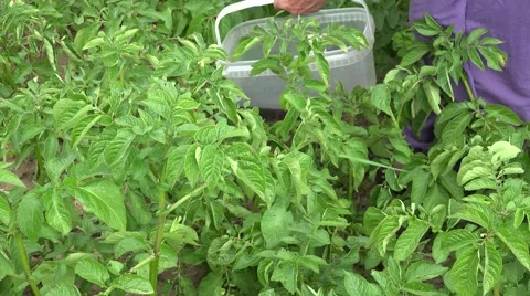 Hands pick parasite larva from potatoes plants in farm. 4K Stock Footage 64644494