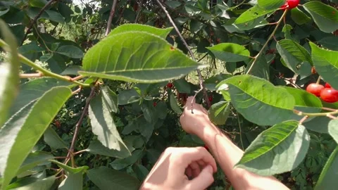 Hands Pick Red Berries Slow Motion Stock Footage 219865429