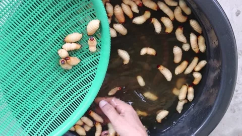 Hands pick up red palm weevil or sago worm larvae from the water Stock Footage 169983787