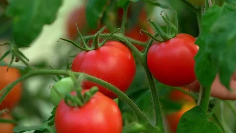 Hands pick tomato in greenhouse. Vegetable. Harvesting, farming, agriculture Stock Footage 204929619