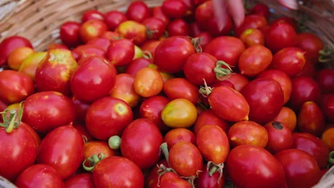 Hands Picking And Choosing The Best Tomatoes Stock Footage 315651865