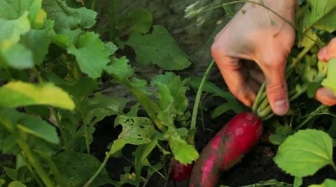 Hands picking and cleaning fresh red radish in sunset Stock-Footage 18786404