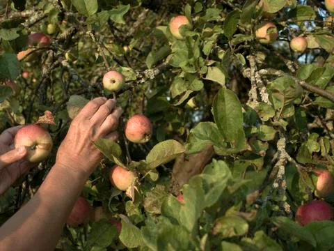 Hands Picking Up Apples 写真素材