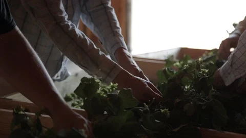 Hands picking beer hops off vine Video stock 116838558
