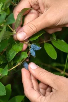 Hands picking berries of honeysuckle Stock Photos