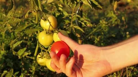 Hands picking best tomatoes in sunset Stock Footage 18775040