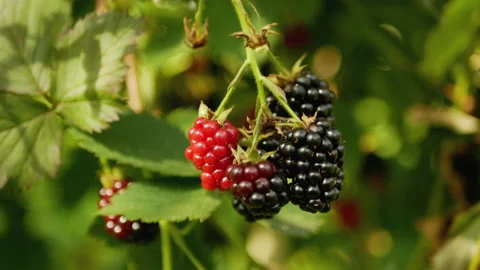 Hands of the picking blackberries during main harvest season Stock Footage 163017873