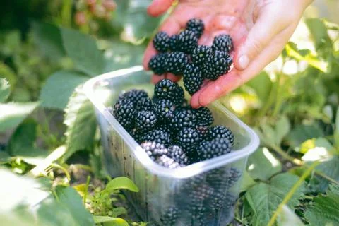 Hands picking blackberries during main harvest season with basket full of bla Stock Photos