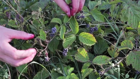 Hands picking blackberry Video stock 81300712