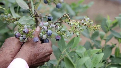 Hands picking blueberries Stock Footage 71016109