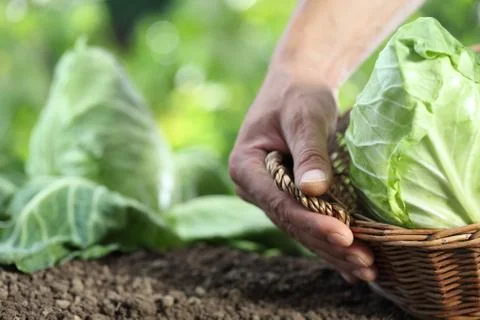 Hands picking a cabbage with basket in vegetable garden, close up Stock Photos