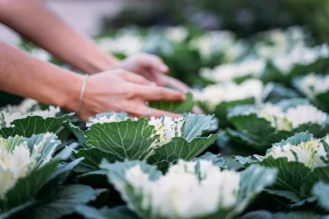 Hands picking a cabbage Stock Photos