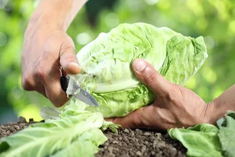 Hands picking a cabbage in vegetable garden, close up Foto stock