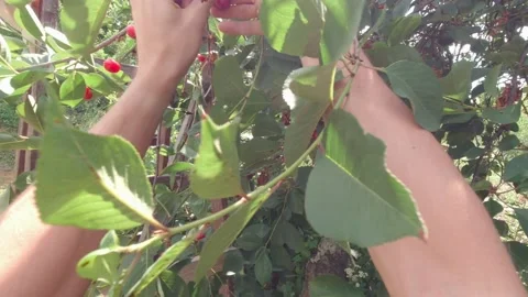 Hands Picking Cherries POV Stock Footage 213210698