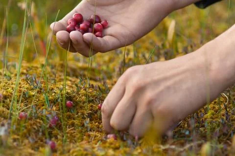 Hands picking cranberry Stock Photos