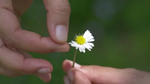 Hands picking daisy petals close up, nature, Italy Видео 335680557