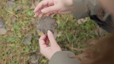 Hands picking fallen leaf on grass, closeup of fingertips and leaf texture Stock Footage 346231680