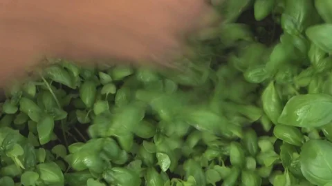 Hands picking fresh basil in a greenhouse Stockbeeldmateriaal 81025940