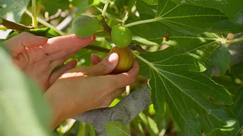 Hands picking fresh figs Stock Footage 315346437