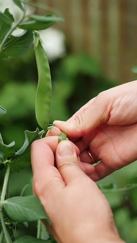 Hands Picking Fresh Green Pea Pod From Plant in Garden. Stock Footage 345474665