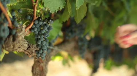 Hands picking grapes off a vine Stock Footage 34752674