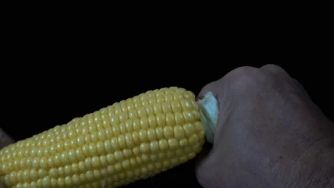 Hands picking leaves from a corncob in 4K Video stock 153220097