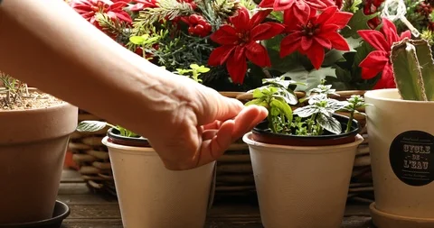 Hands picking leaves from peppermint flowerpot Video stock 107970254